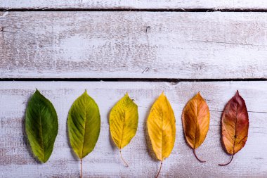 Sonbahar kompozisyonu. Çeşitli renkli yaprakları. Stüdyo çekimi, ahşap