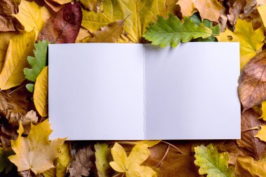 Sonbahar yaprağı kompozisyonu, tebrik kartı. Stüdyo çekimi, ahşap arka