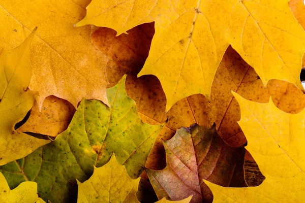 Herbstzusammensetzung, bunte Ahornblätter. Studioaufnahme. — Stockfoto