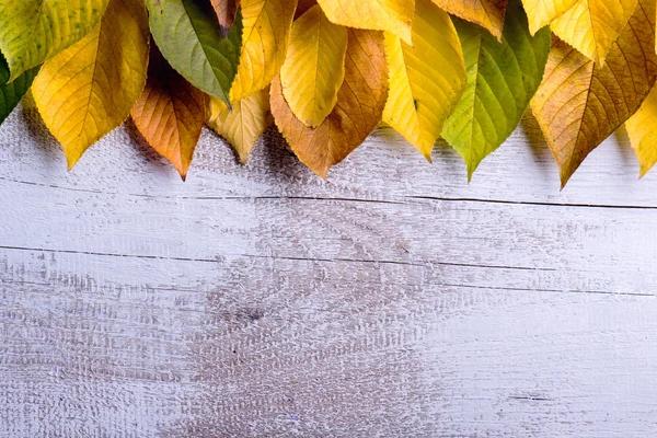 Composición de otoño. Varias hojas de colores. Tiro de estudio, madera — Foto de Stock