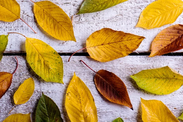 Őszi kompozíció. Különböző színes levelek. Fából készült stúdiófelvétel — Stock Fotó