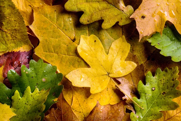 Composición de otoño. Primer plano de hojas coloridas. Captura de estudio . — Foto de Stock