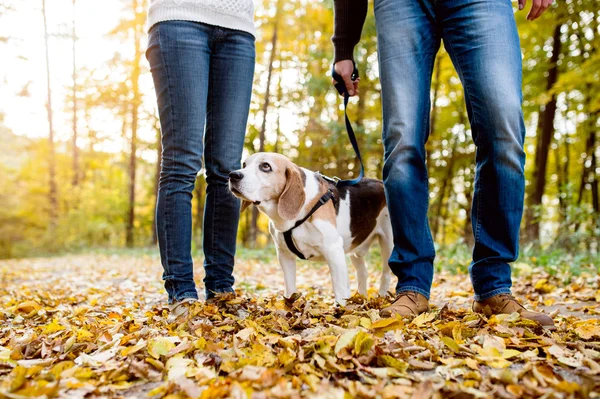 Couple walking dog in autumn forest — Stock Photo, Image
