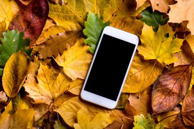 sonbahar yaprakları ve akıllı telefon.  