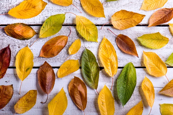 Φθινοπωρινή σύνθεση. Διάφορα πολύχρωμα φύλλα. — Φωτογραφία Αρχείου