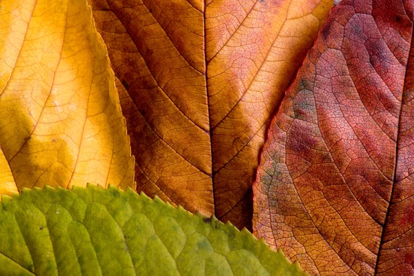 Composición otoñal, hojas húmedas y coloridas . — Foto de Stock