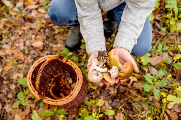 Uomo nella foresta che detiene funghi — Foto Stock