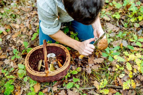 Uomo in foresta che tiene il fungo — Foto Stock