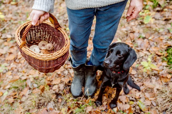 Man with dog holding basket with mushrooms — Stock Photo, Image