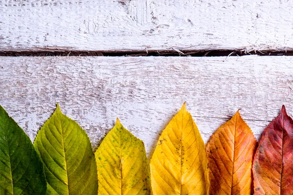 Zusammensetzung der Herbstblätter — Stockfoto