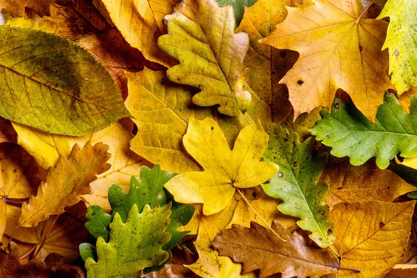 Composición de hojas de otoño — Foto de Stock