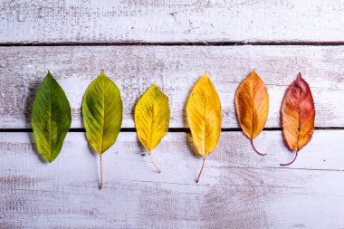 Sonbahar yaprakları bileşimi