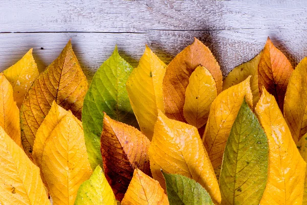 秋天的作文与多彩的树叶. — 图库照片