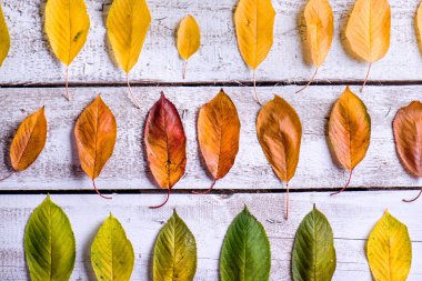 Sonbahar kompozisyon. Çeşitli renkli yaprakları 