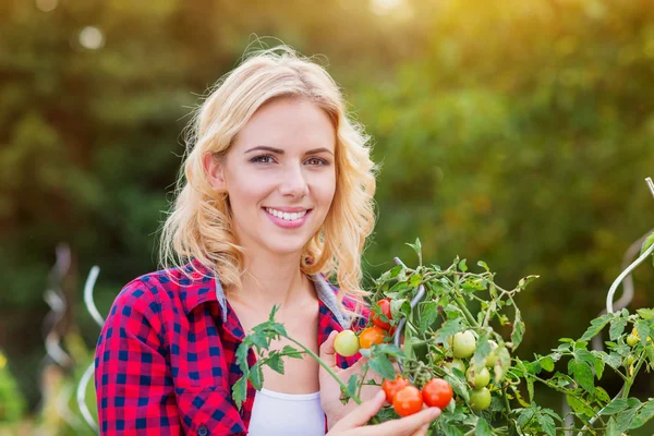 Beautiful young woman in checked red shirt harvesting tomatoes — Stock Photo, Image