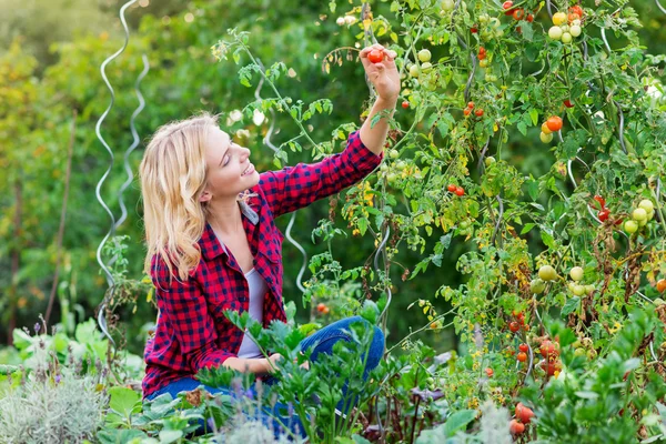 Schöne junge Frau im karierten roten Hemd bei der Tomatenernte — Stockfoto