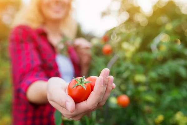 Wanita pirang tak dikenal memegang tomat matang di tangannya. — Stok Foto