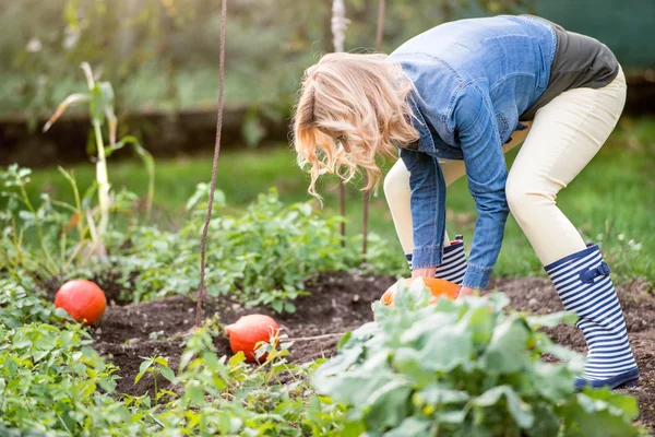 Ung kvinna i trädgård skörd pumpor — Stockfoto