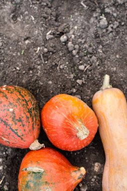 Turuncu sonbahar kabaklar