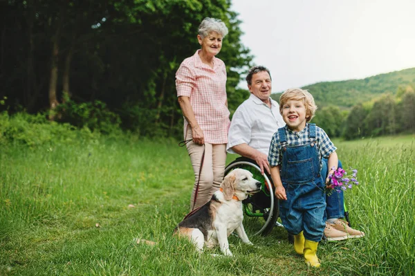 Niño pequeño con abuelos mayores y perro en un paseo por el prado en la naturaleza. — Foto de Stock