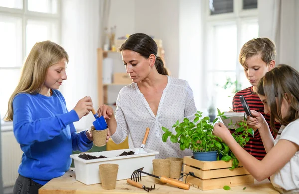 Gruppo di scolarizzazione a casa bambini con insegnante piantare erbe al chiuso, concetto di coronavirus. — Foto Stock