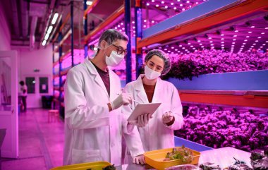 Aquaponic çiftliğinde yüz maskesi olan işçiler, sürdürülebilir iş ve koronavirüs.
