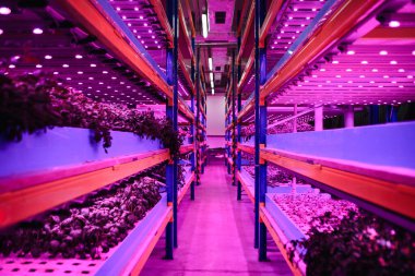 Aquaponic çiftliği, sürdürülebilir iş ve yapay ışıklandırma.