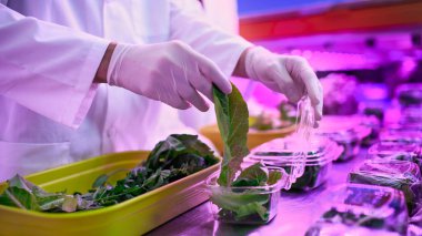 Aquaponic çiftliğinde çalışan eldivenli işçi, sürdürülebilir iş ve koronavirüs.