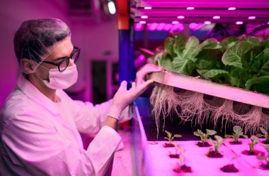 Aquaponic çiftliğinde yüz maskesi olan işçi, sürdürülebilir iş ve koronavirüs.