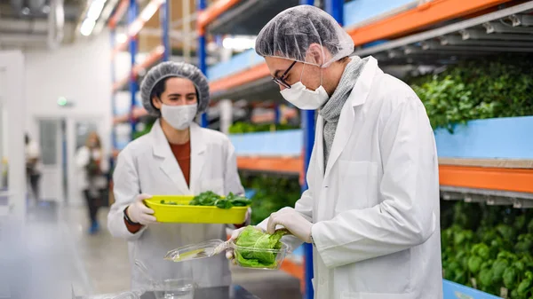 Workers with face mask on aquaponic farm, sustainable business and coronavirus. — Stock Photo, Image