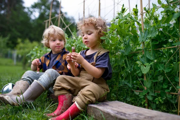Sebze bahçesindeki iki küçük çocuğun portresi, sürdürülebilir yaşam tarzı.. — Stok fotoğraf