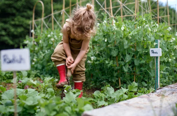 A zöldséges kertben dolgozó kislány portréja, fenntartható életmód. — Stock Fotó