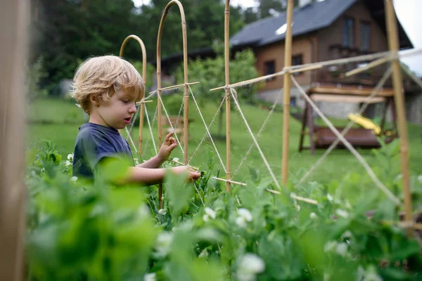 Ragazzo piccolo in piedi nell'orto, stile di vita sostenibile. — Foto Stock