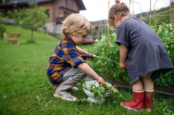 Dua anak kecil di kebun sayur, gaya hidup berkelanjutan. — Stok Foto