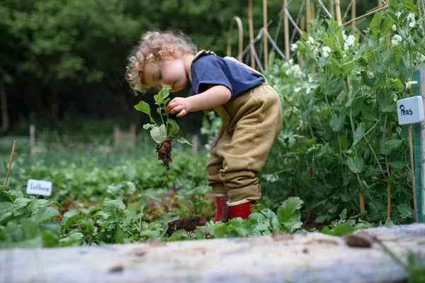 Potret gadis kecil yang bekerja di kebun sayur, gaya hidup ramah lingkungan. — Stok Foto