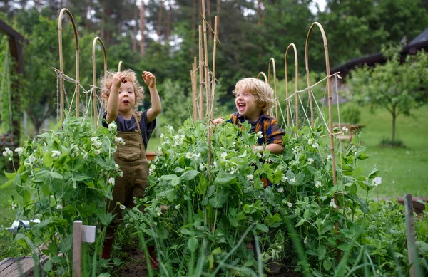 Portret van twee kleine kinderen in moestuin, duurzame levensstijl. — Stockfoto