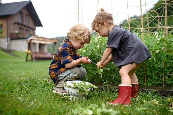 Two small children in vegetable garden, sustainable lifestyle. — Stock Photo, Image