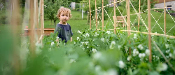 Potret gadis kecil berjalan di kebun sayuran, gaya hidup yang berkelanjutan. — Stok Foto