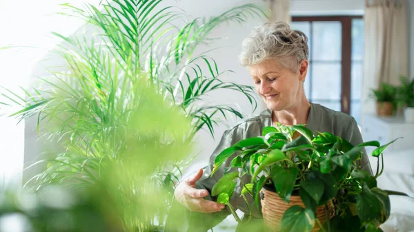 自宅で鉢植えの世話をする幸せな先輩女性. — ストック写真