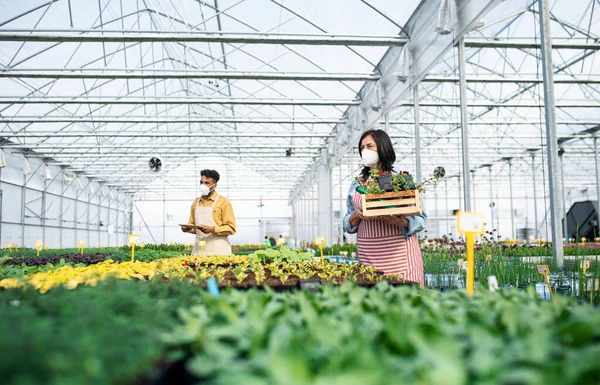 Personas que trabajan en invernadero en el centro de jardinería, concepto coronavirus. — Foto de Stock