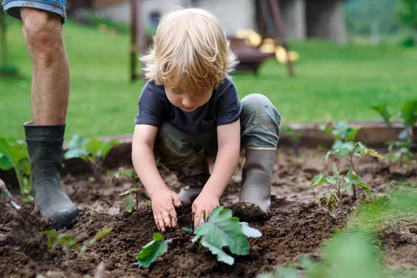 Anak kecil dengan ayah bekerja di kebun sayuran, gaya hidup yang berkelanjutan. — Stok Foto