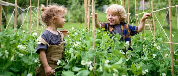 Ritratto di due bambini piccoli nell'orto, stile di vita sostenibile. — Foto Stock
