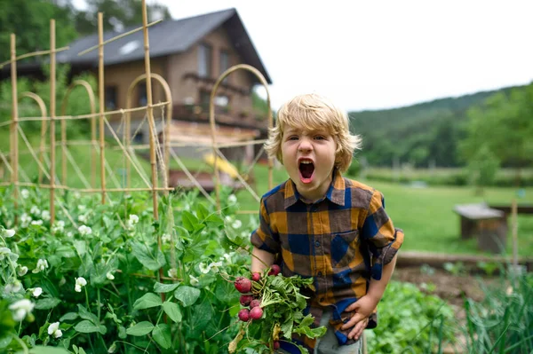 Anak kecil memegang lobak di kebun sayur, gaya hidup berkelanjutan. — Stok Foto