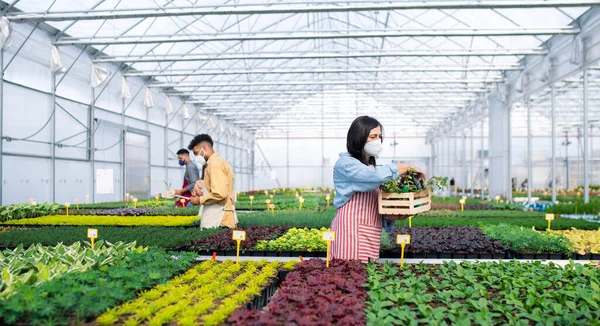 People working in greenhouse in garden center, coronavirus concept.