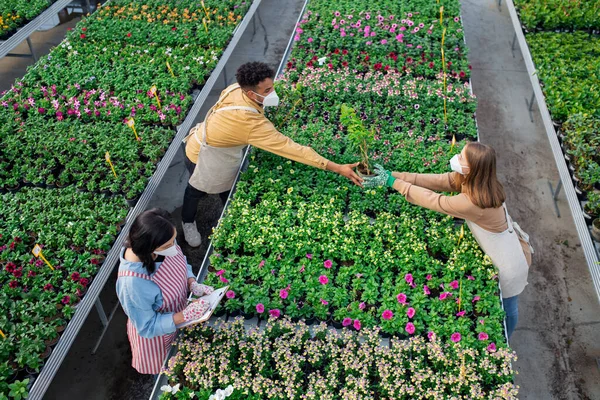 Vista superior de las personas que trabajan en invernadero en el centro de jardín, concepto coronavirus. — Foto de Stock
