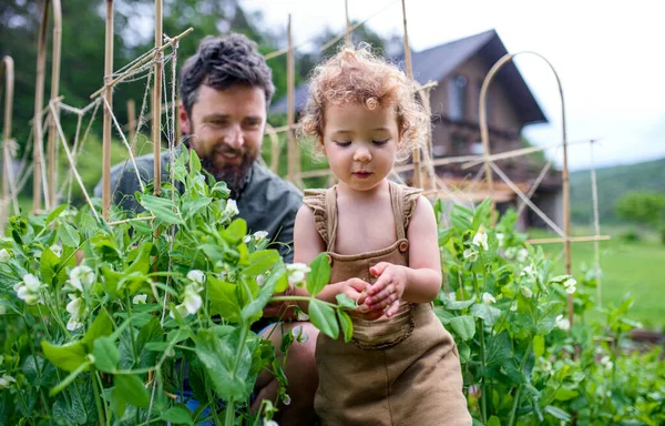 Gadis kecil dengan ayah bekerja di kebun sayuran, gaya hidup yang berkelanjutan. — Stok Foto