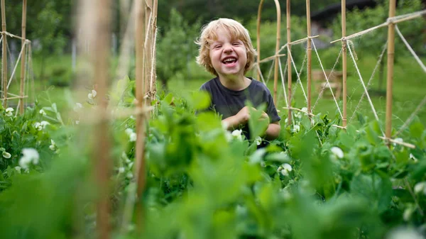 Bovenaanzicht van kleine jongen wandelen in moestuin, duurzame levensstijl. — Stockfoto