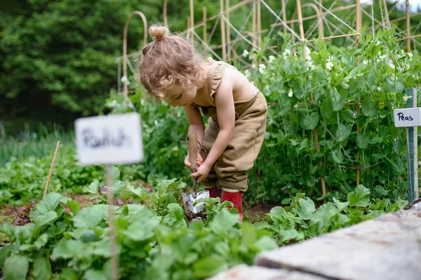 Porträtt av liten flicka som arbetar i grönsaksträdgården, hållbar livsstil. — Stockfoto