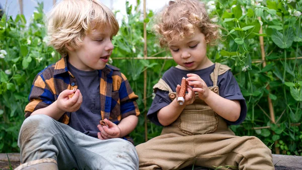 Portret van twee kleine kinderen in moestuin, duurzame levensstijl. — Stockfoto