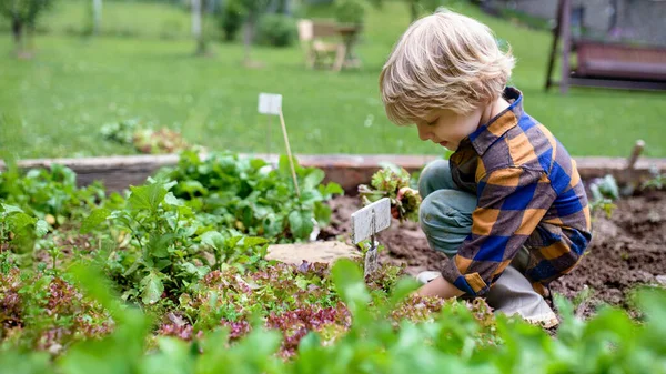 Kleine jongen aan het werk in moestuin, duurzame levensstijl. — Stockfoto